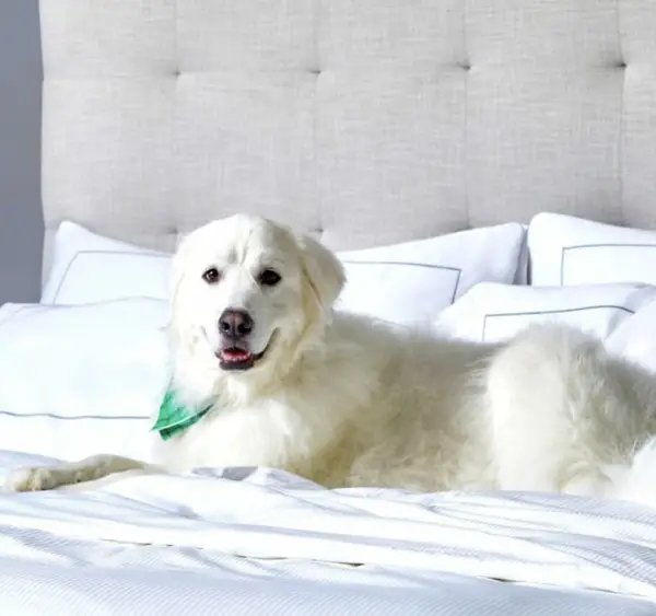 Knoxville Pet Friendly Hotels 