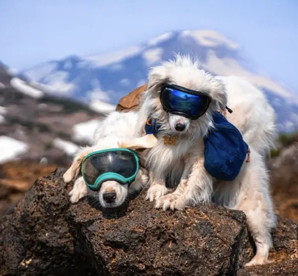 Where to buy service dog goggles