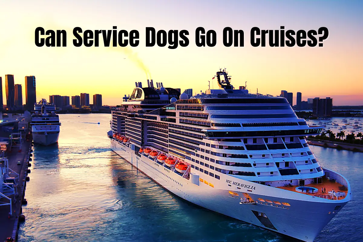 can service dogs go on cruises?