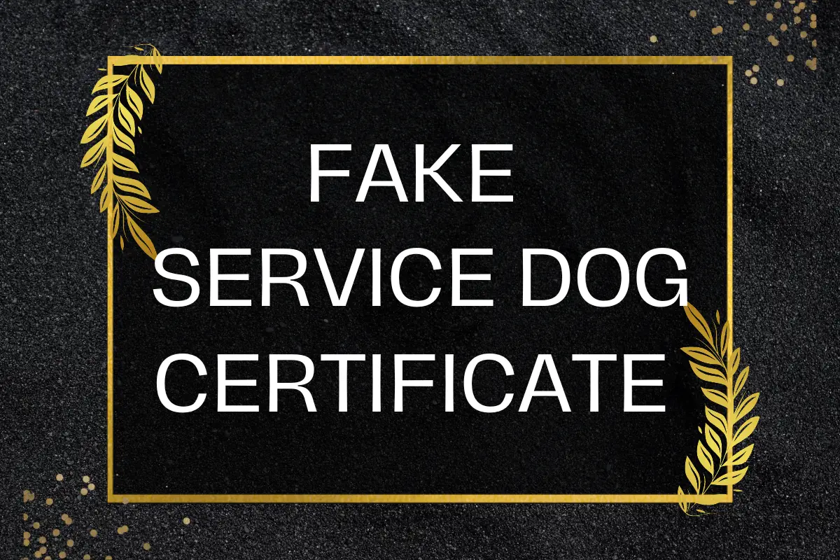 Are Service Dog Certifications Fake? Most Likely Positively