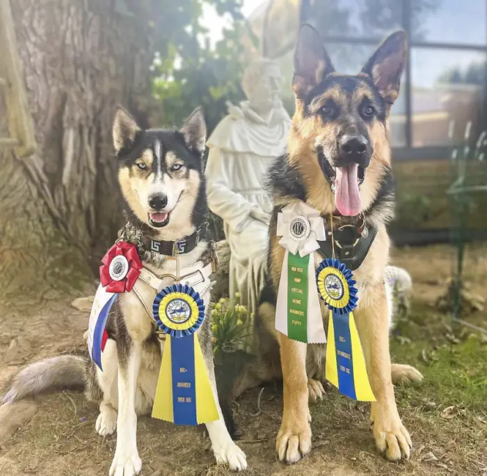German Shepherd and Siberian Husky service dogs Arizona 