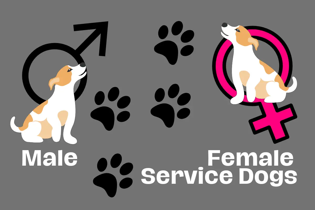 male or female service dogs