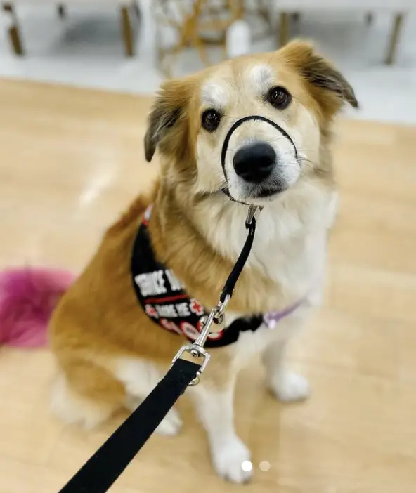 Cost Of Service Dog, Plus Pros And Cons: Right For You?