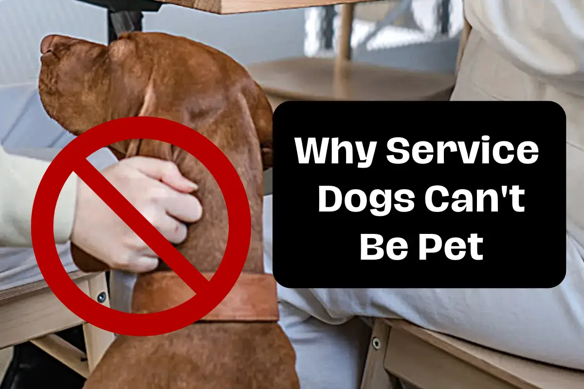 why service dogs can't be pet