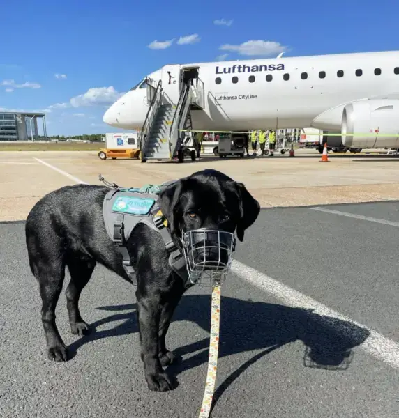 ACAA Service Dog Laws Flying in Aircraft 