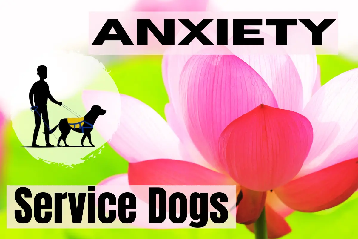 anxiety service dogs